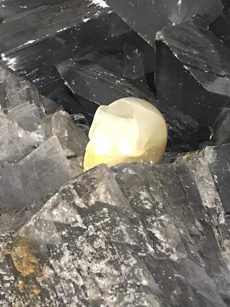 Golden Candaluna