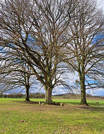 Bomen bij Dolmen sud Oppagne